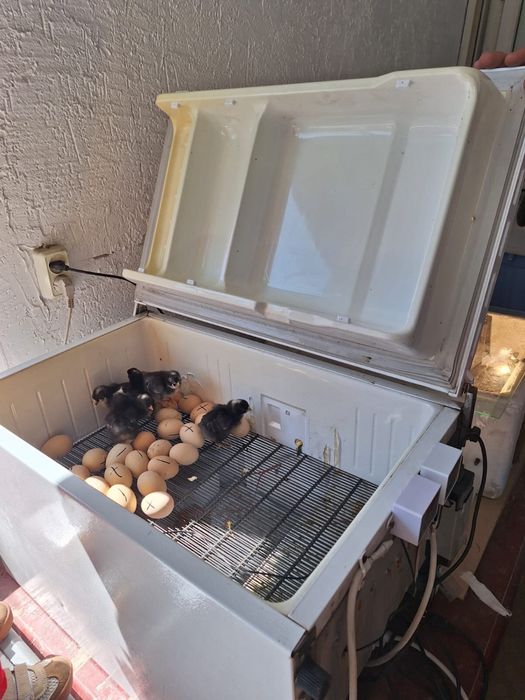 Инкубатор отличный, удобный с доставкой