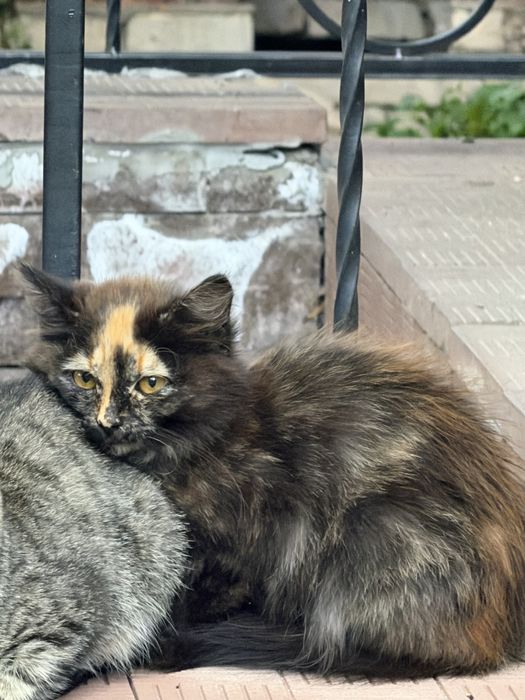 Отдам котят в добрые руки