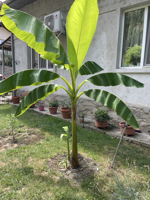 Vand plante bananier