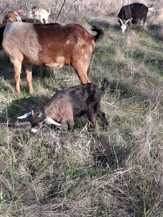 Vând iezi și iedițe metis anglonubian