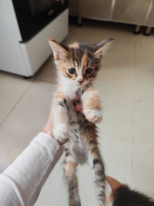 Hadiyaga beramiz uy mushugi latok biladi