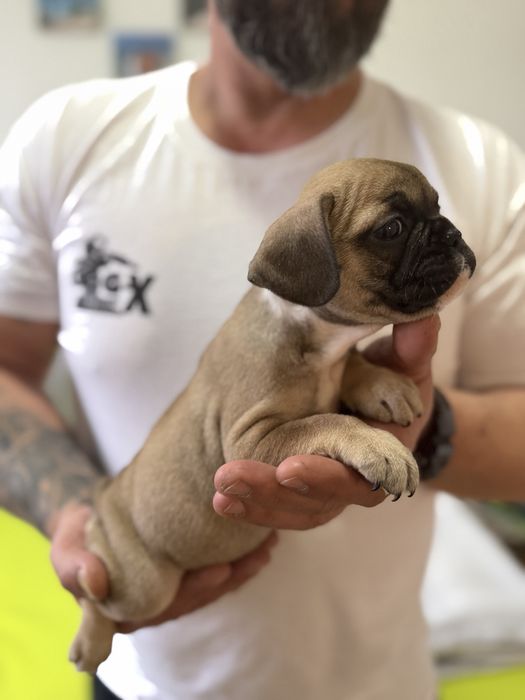 Френски булдог-кученца