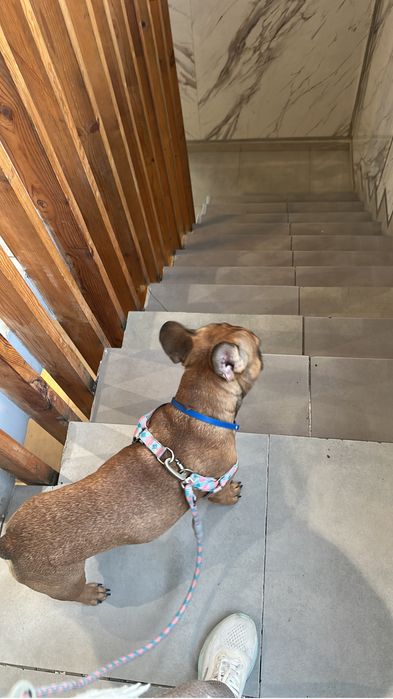 Французский бульдог