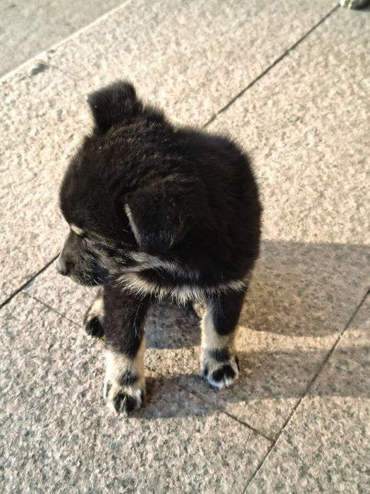 Щенята в добрые руки. Мальчики