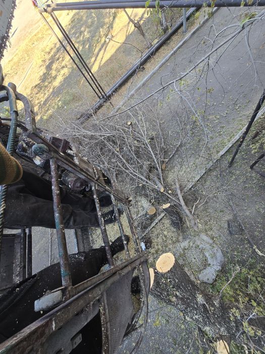 Спил деревьев Спил дерева