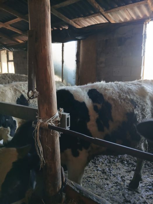 Продается быки