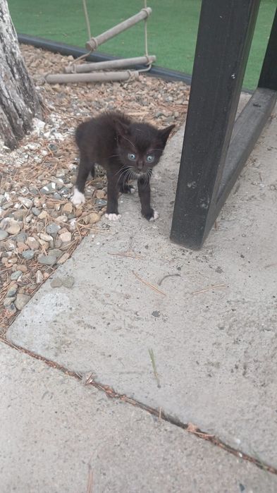 Отдам котёнка , 2 месяца.