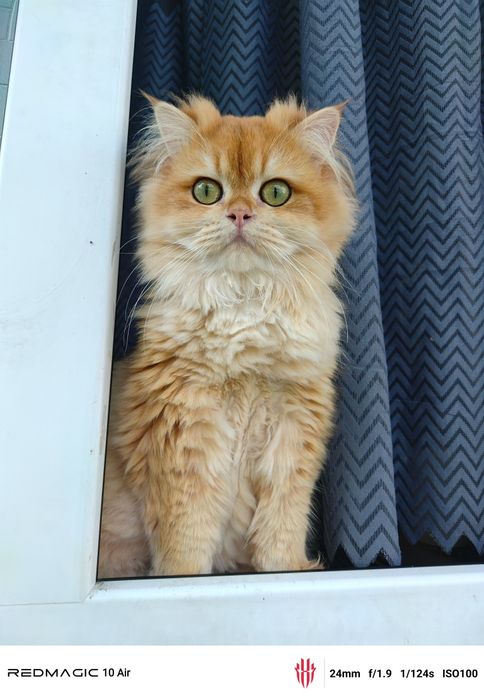 Британский залатой шиншилла