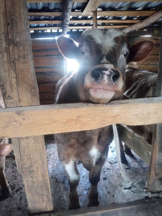 Продам бычков с откорма