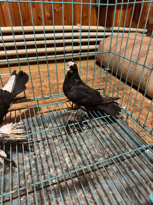 Голуби майлёвые сачи