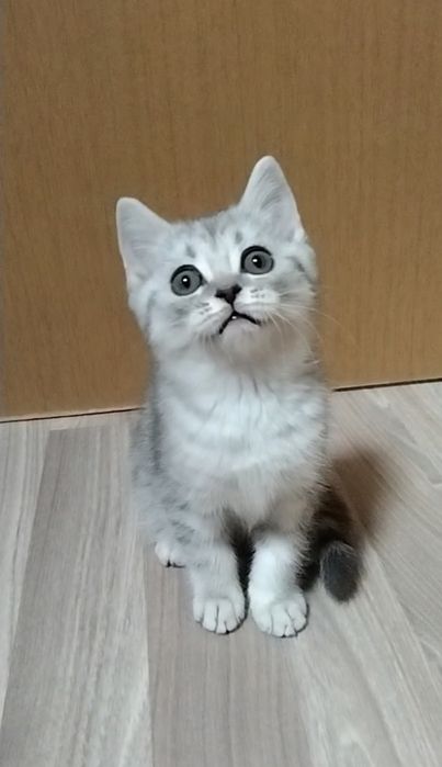 Шотландский Скоттиш страйт.