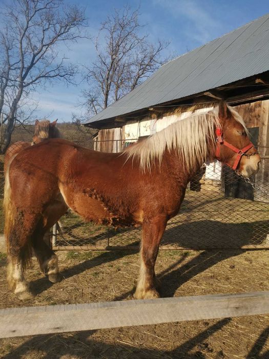 Manza tanara doi ani