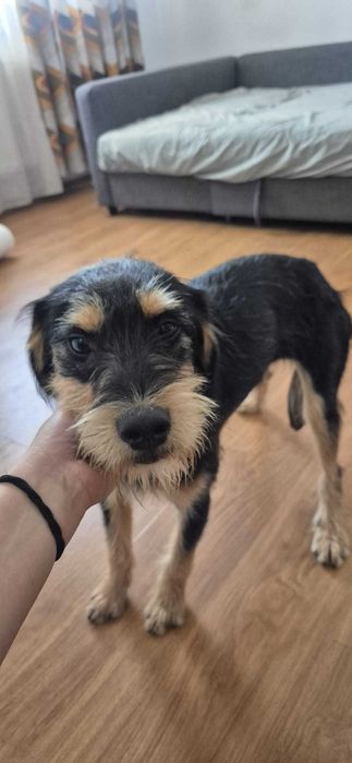 Adoptie pui de catel de 8 luni