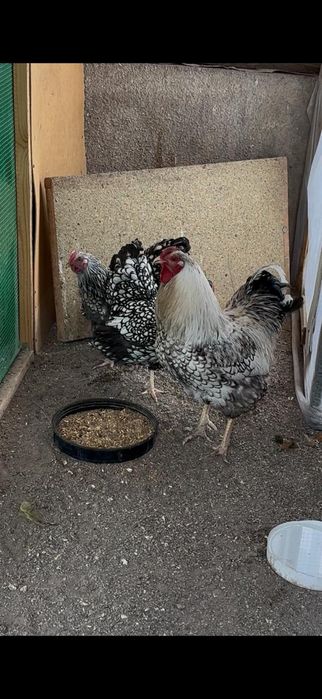 Виандот серебро семейка