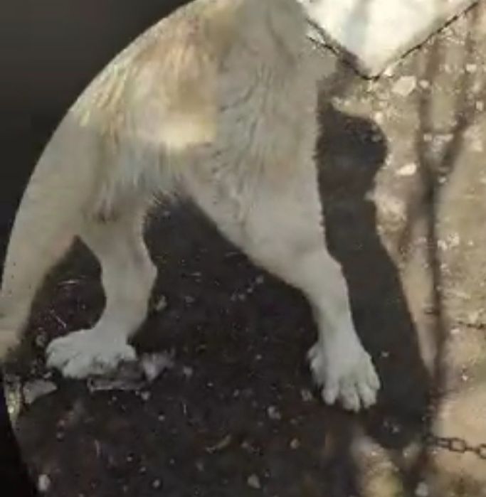 Alabay erkak 11 oyli