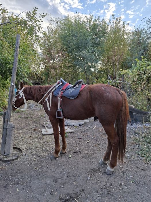 Продам пішпе ат сатылады