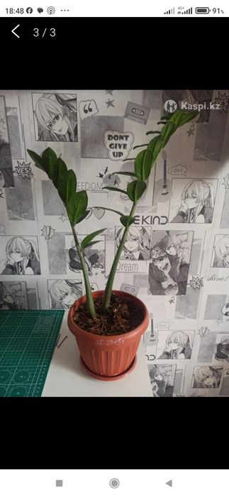 Продам цветы комнатные