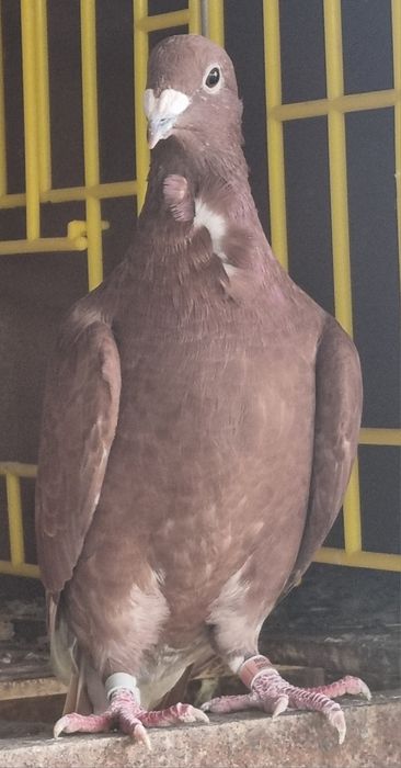 Porumbei rosii de Bucuresti