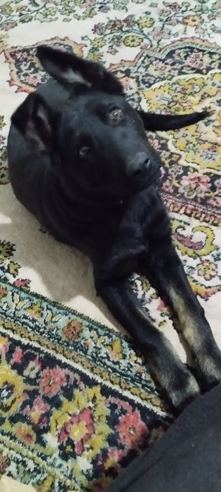 Продам.Немецкую овчаркау