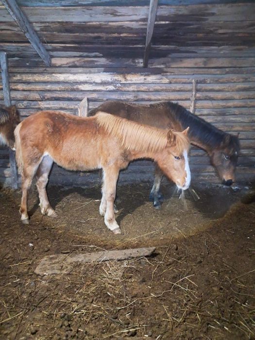 Сатылады обмен жоқ