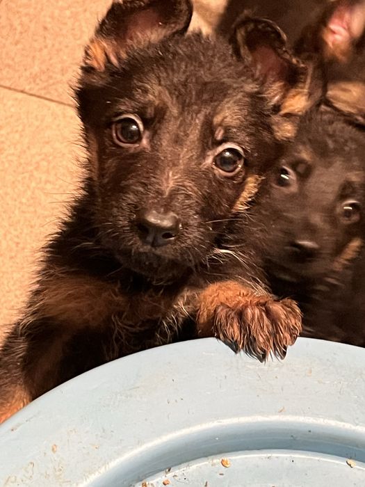 Щенки немецкой овчарки