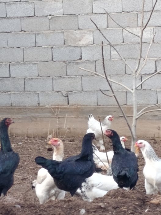 Продаются куры домашние и бойцовые