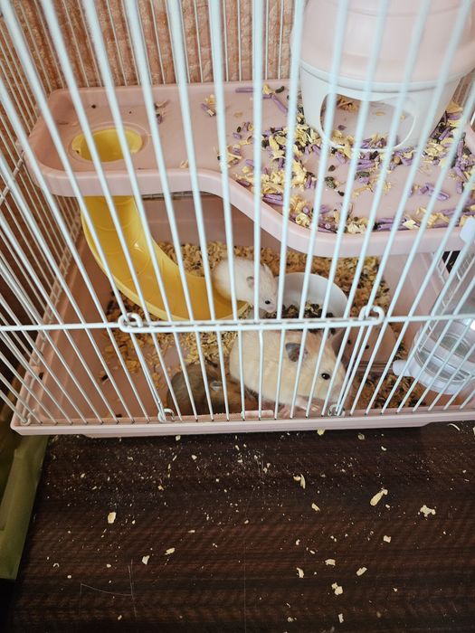 Хомяки сирийские