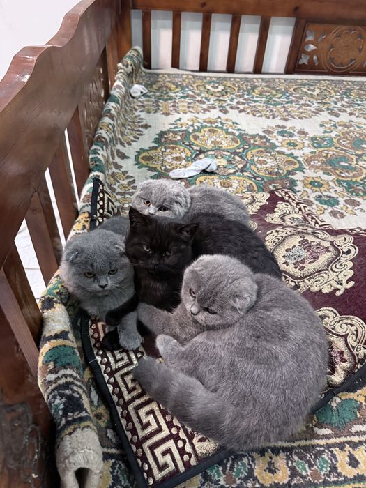 Skotish fold. Sotiladi