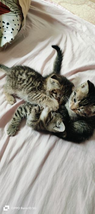 Отдам в хорошие руки