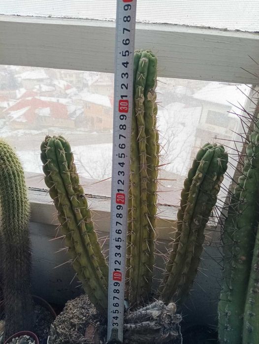 Кактуси трихоцереус Сан Педро