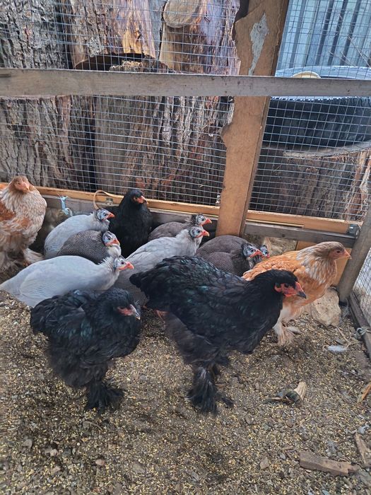 Продам цесарок и браму.