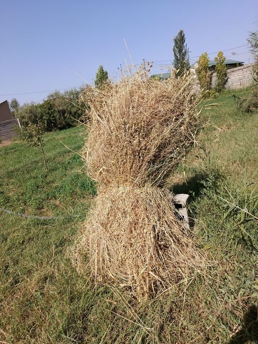 Beda srochni sotiladi