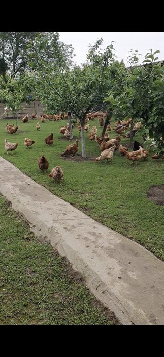 Oua de tara proaspete