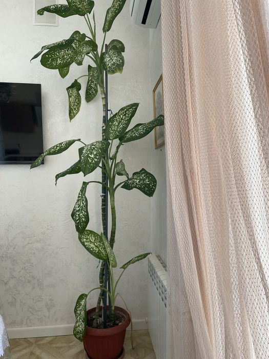 Продам комнатные цветы