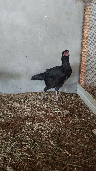 Bobo tovuqlar sotiladi