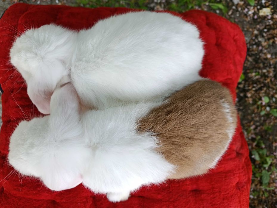 quyon lar katta bolmaydigan / карликовые кролики