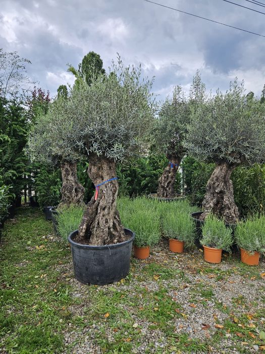 Vand maslin decorativ bonsai