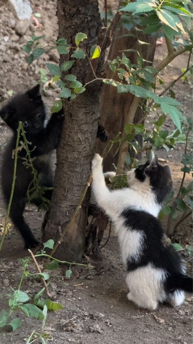 Котенок ищет дом