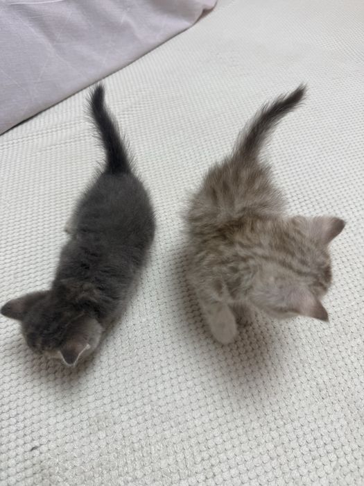 Котята британские вислоухие