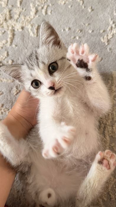 Продаётся маленький котёнок