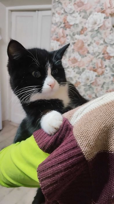 Миниатюрная нежная кошечка,стерилизованная в ответственные руки