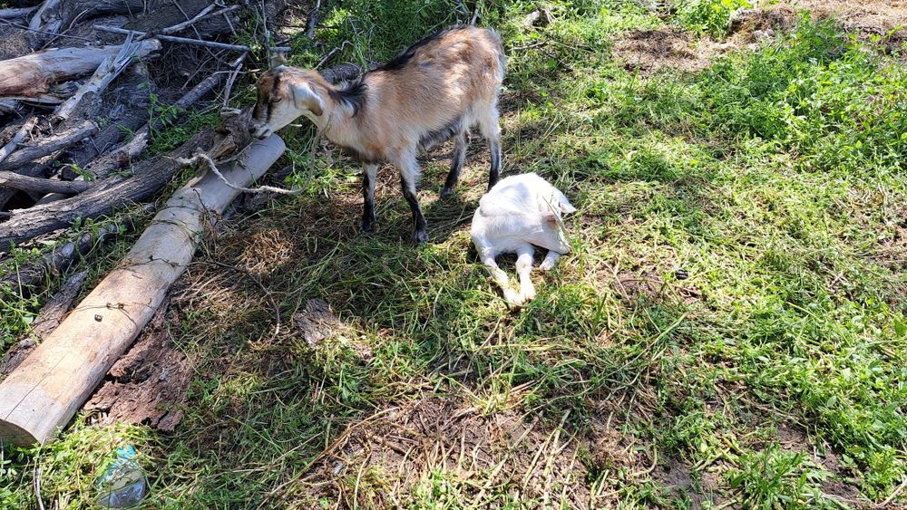 Сауынды ешкілер мен текелер сатамыз