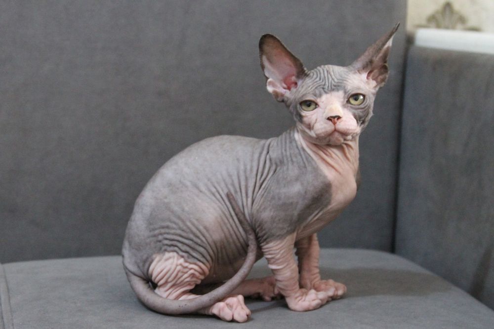 Малыши - Сфинксы