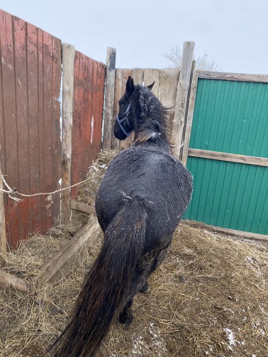 Тай сатылады еркек