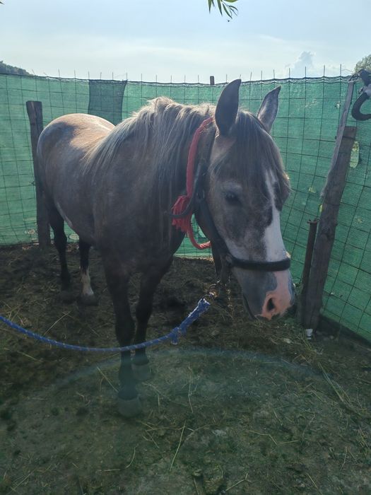 Mânză de vânzare