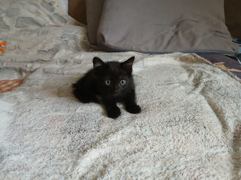 Ищем дом для котят