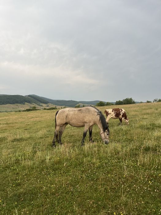 Iapă de 3 ani de vanzare