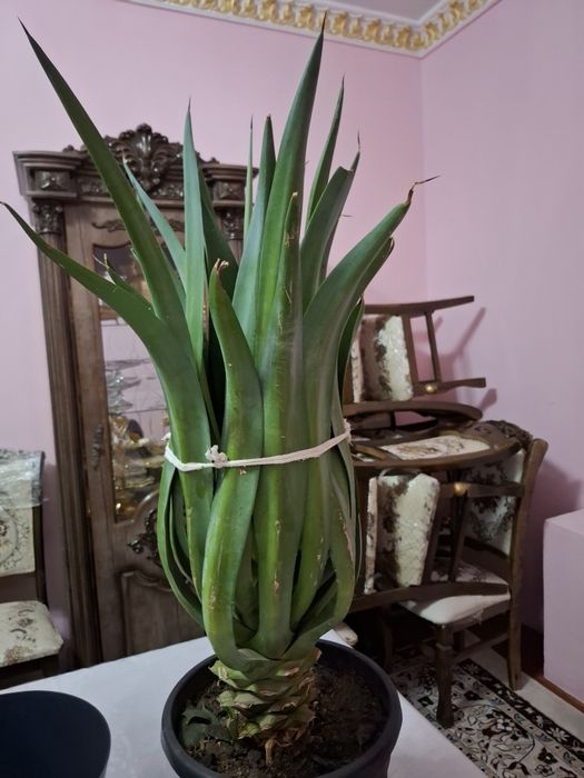 Gul Uy ishxona ofis kalidorlar uchun gul