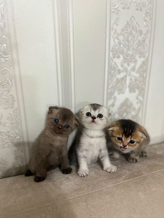 Шотландские котята
