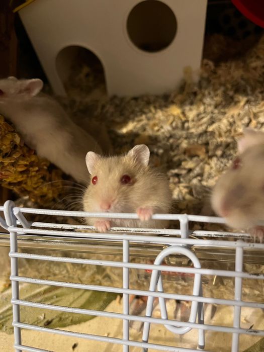 Pui de hamster pitic siberian